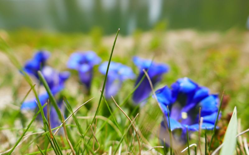 Nahaufnahme von leuchtend blauen Blumen im Gras mit unscharfen Bergen im Hintergrund.